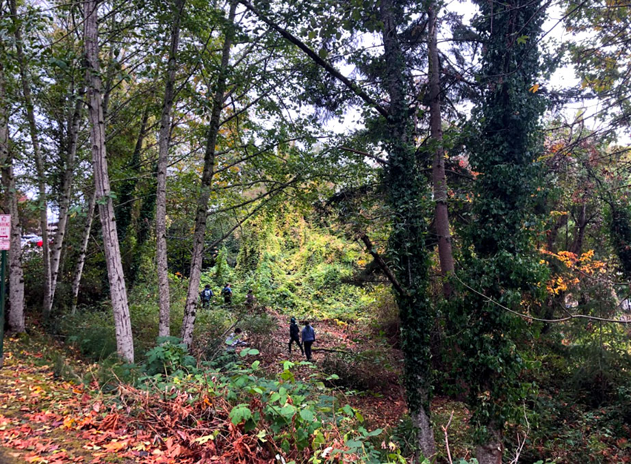 Two people walking through a wooded area, with invasive plants on the forest floor.