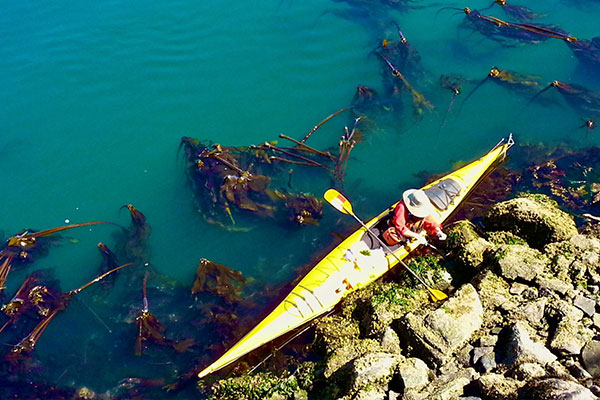 A kayaker collects specimens from rocks along a shoreline. Seaweeds float in green water near the bright yellow kayak.