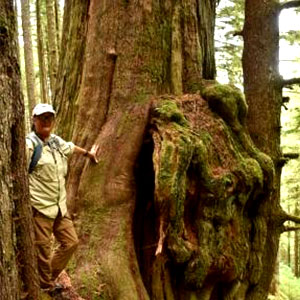 Lee First stands at the base of an enormous, moss-covered old growth tree that towers above him.