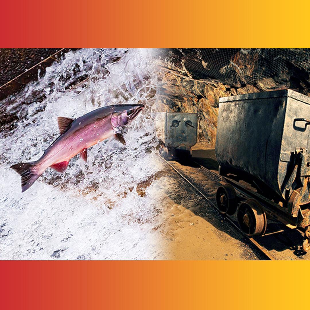 Montage of large salmon leaping upstream and rail cars in an underground coal mine.