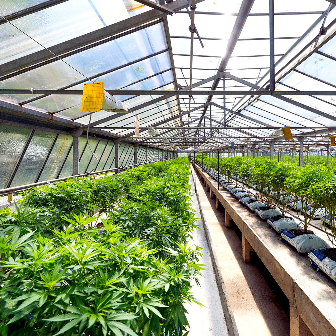 Neatly arranged rows of well-established emerald green cannabis plants growing inside a very large, long greenhouse with glass roof and side walls