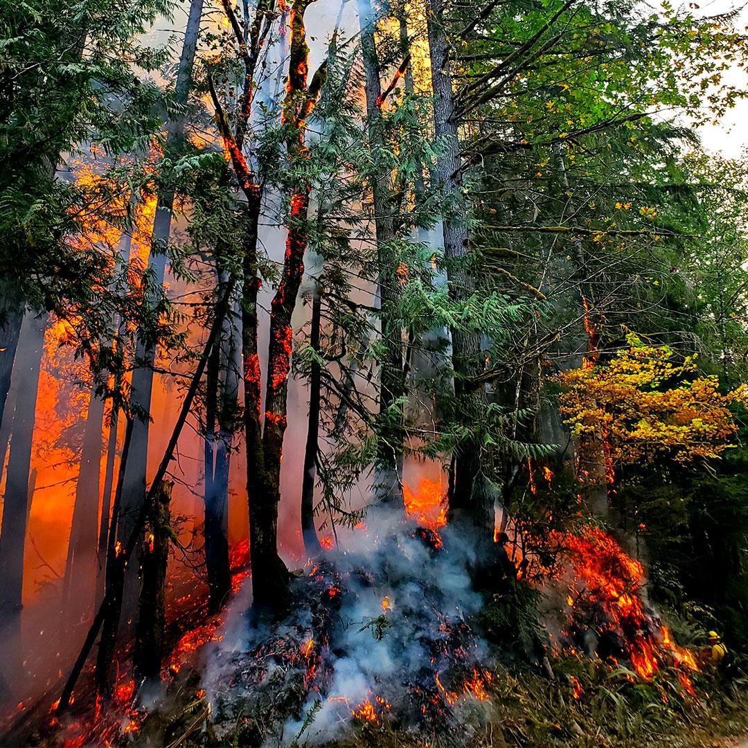 Bright red and orange flames erupt in a forest as smoke rises from the smoldering forest floor.